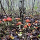 Феерия мухоморов. Фото: Е.В.Софронов